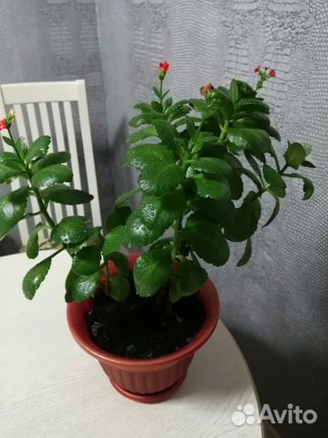 Каланхое
