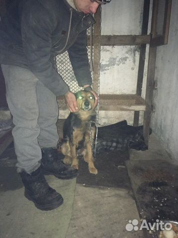 Собачка Кора купить на Зозу.ру - фотография № 2