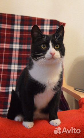 Котик Борис (9 месяцев)