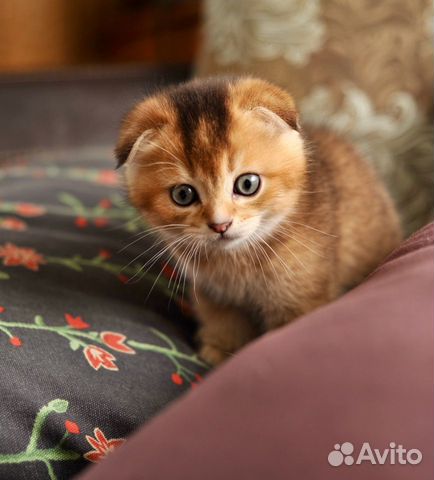 Вислоухий шотландский котёнок (scottish fold) купить на Зозу.ру - фотография № 5