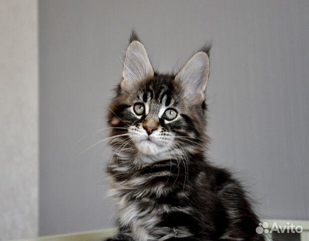Котенок мейн-кун Забар