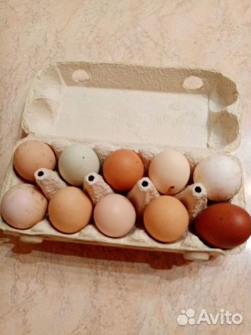 Петушки Легбар,инкуб.яйцо купить на Зозу.ру - фотография № 3