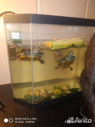 Краснаухие черепахи в месте с аквариумом купить на Зозу.ру - фотография № 3