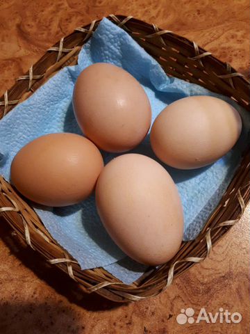 Молодки, инкубационное яйцо купить на Зозу.ру - фотография № 2