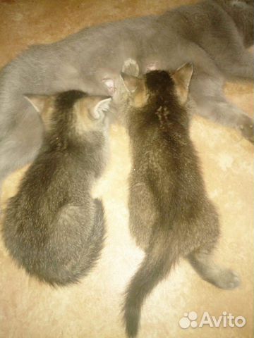 Кошка