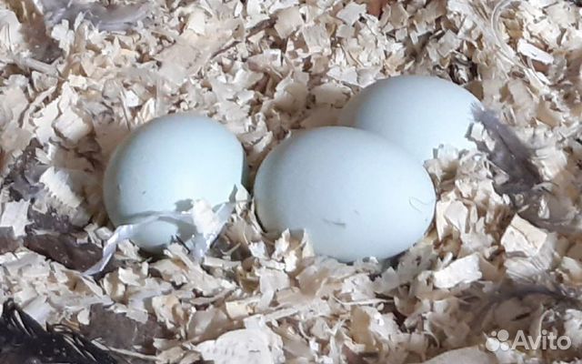 Инкубационное яйцо кур порода Амераукан купить на Зозу.ру - фотография № 3