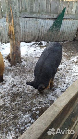 Продаются свиньи купить на Зозу.ру - фотография № 2