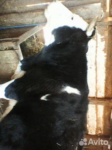 Продам корову на мясо купить на Зозу.ру - фотография № 3