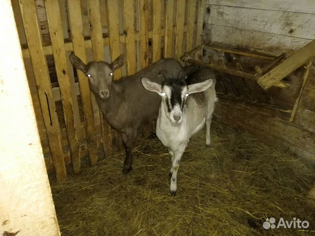 Продам козлят и годовалых коз купить на Зозу.ру - фотография № 7