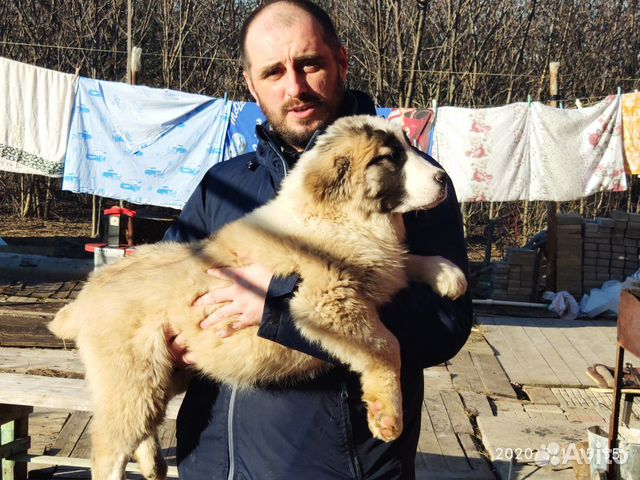 Продаю щенков Туркменского Алабая купить на Зозу.ру - фотография № 3