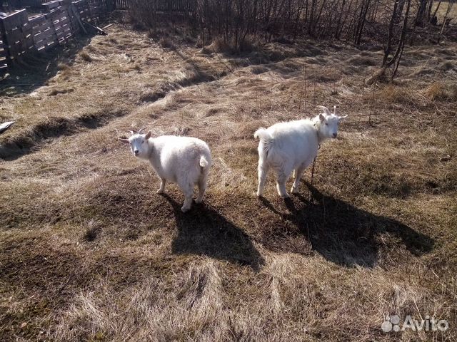 Коза и козел купить на Зозу.ру - фотография № 2
