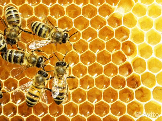 Пчелы перезимовавшие купить на Зозу.ру - фотография № 1