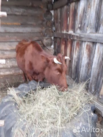 Продам дойную корову с теленком(бычок, 1 месяц) купить на Зозу.ру - фотография № 2