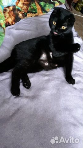 Шотландской вислаухой(остался один чёрный котик купить на Зозу.ру - фотография № 5