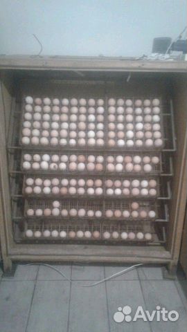 Инкубатор на 550 яиц купить на Зозу.ру - фотография № 1