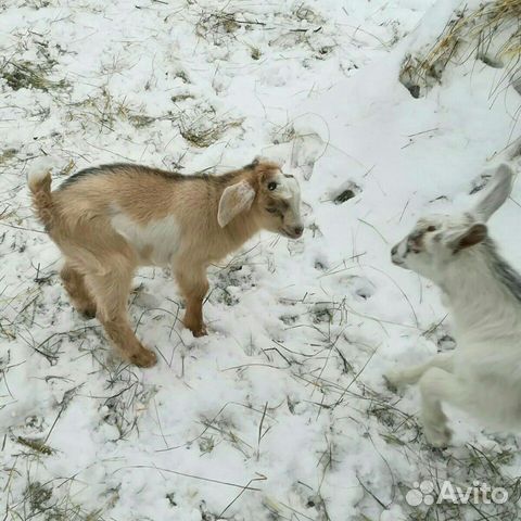 Нубийские процентные козлята (остался один) купить на Зозу.ру - фотография № 4