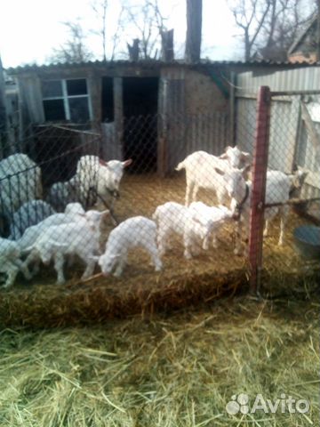 Заанинские козы,козлята и козёл купить на Зозу.ру - фотография № 1
