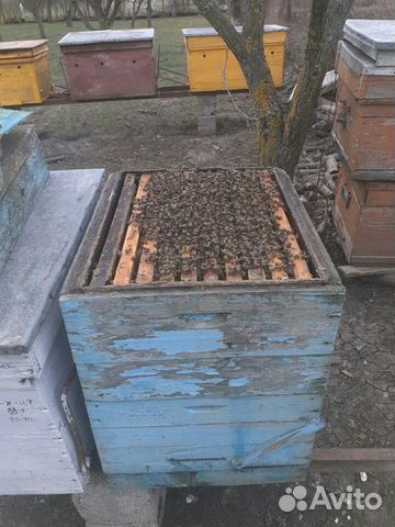 Продаю пчёла семьи на высадку купить на Зозу.ру - фотография № 1