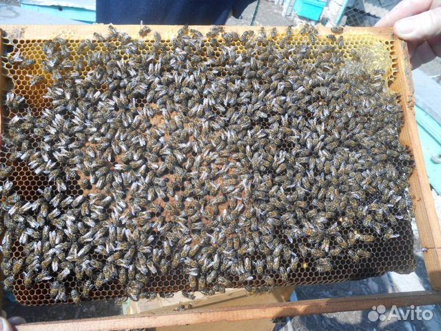 Пчелосемьи И пчелопакеты купить на Зозу.ру - фотография № 7
