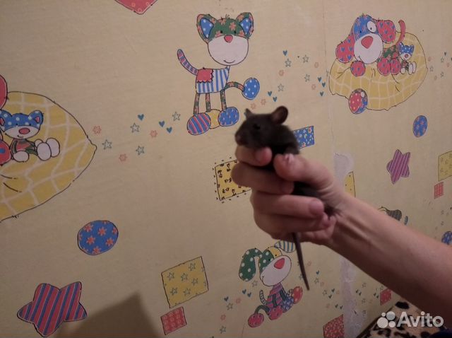 Крыса купить на Зозу.ру - фотография № 8