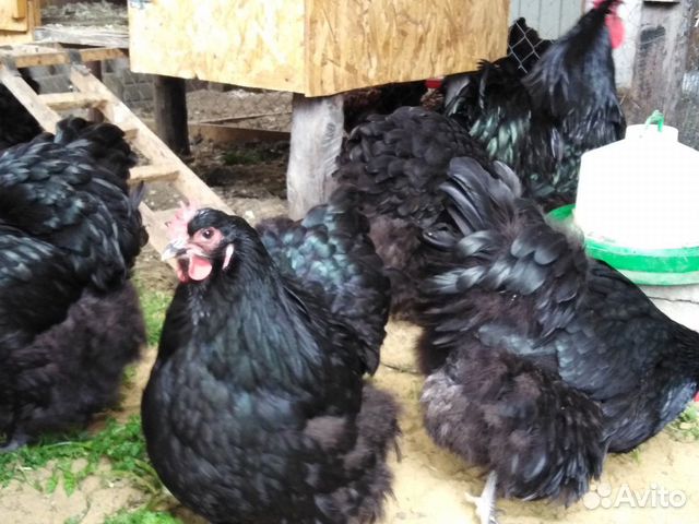 Чёрный орпингтон яйцо, цыплята купить на Зозу.ру - фотография № 2