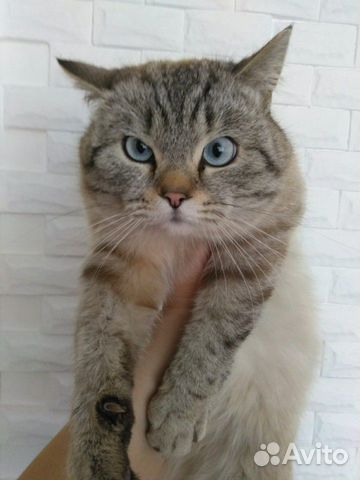 Кот для вязки купить на Зозу.ру - фотография № 3