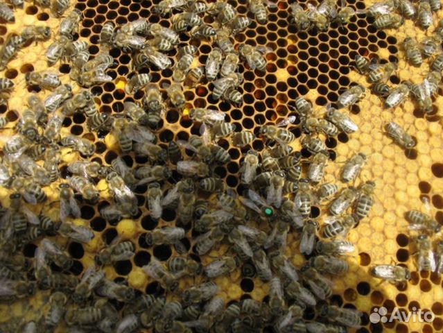 Пчёлы (зимовалые пчелосемьи), Всеволожский р-н купить на Зозу.ру - фотография № 2