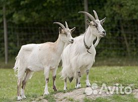 Продаются козлята и козы купить на Зозу.ру - фотография № 1
