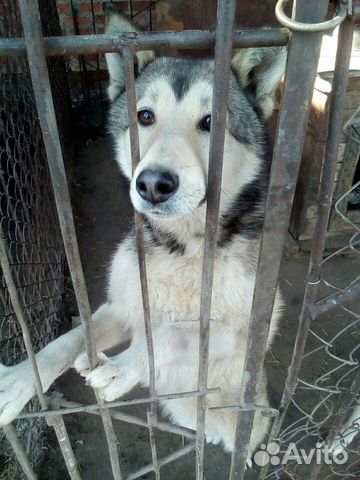 Кабель, возраст 10 месяцев, от рабочих собак. Цена купить на Зозу.ру - фотография № 3