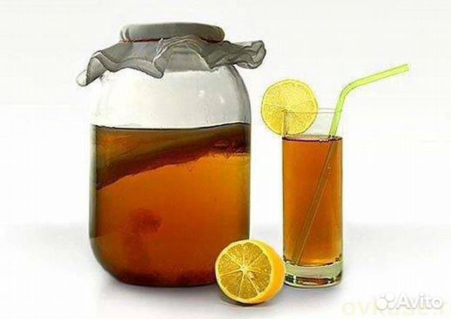 Чайный гриб