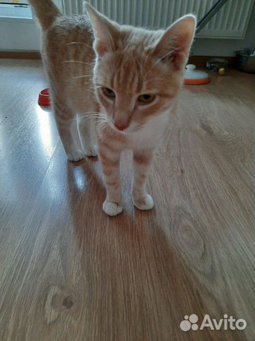 Котенок в добрые руки