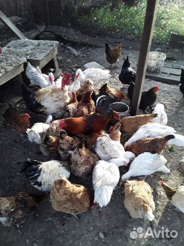 Курица,петушки,индоутки,индоутаки белые купить на Зозу.ру - фотография № 2