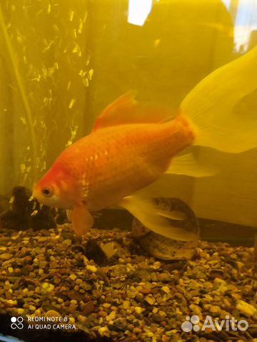 Золотые рыбы с аквариумом купить на Зозу.ру - фотография № 1