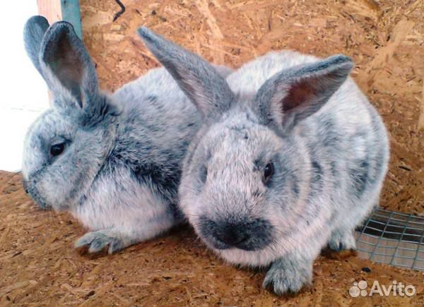 Кролики породы серебро и калифорния белые купить на Зозу.ру - фотография № 1