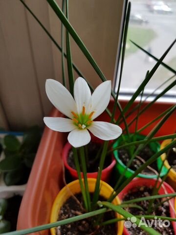 Зефирантес белый Выскочка