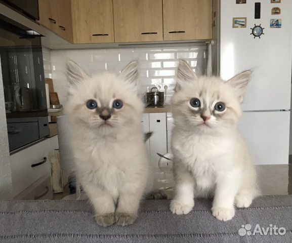 Самые невские маскарадные котята Самые невские маскарадные котята