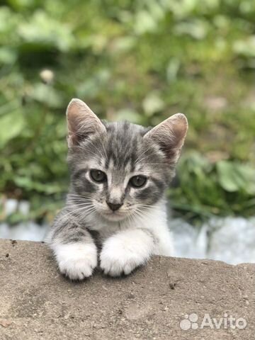 Кошка