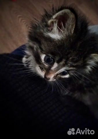 Кошечка в добрые руки Кошечка в добрые руки