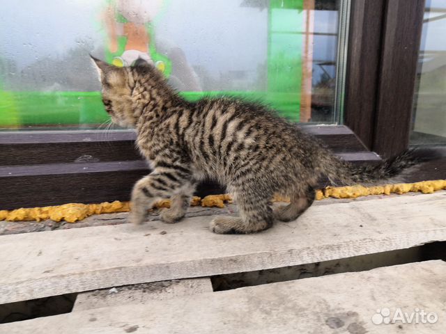 Котёнок в добрые руки Котёнок в добрые руки