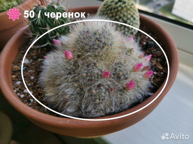 Кактусы, суккуленты, семена Кактусы, суккуленты, семена