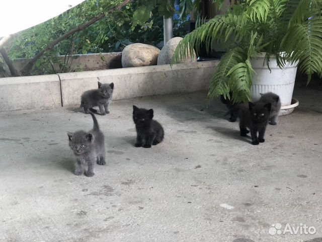 Котята