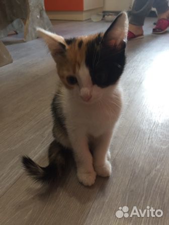 Кошка
