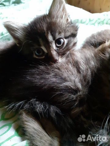 Отдаются котята от домашней кошечки Отдаются котята от домашней кошечки