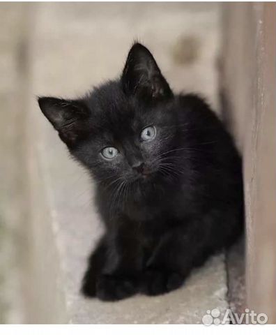 Чёрный котёнок девочка 2 мес ищет дом Чёрный котёнок девочка 2 мес ищет дом