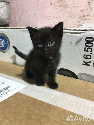 Кошка