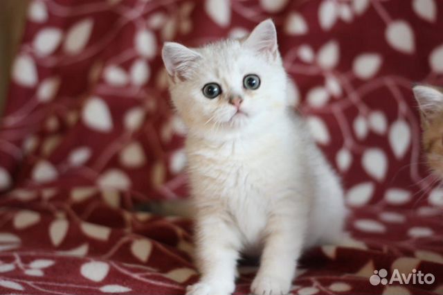 Британская кошечка Британская кошечка