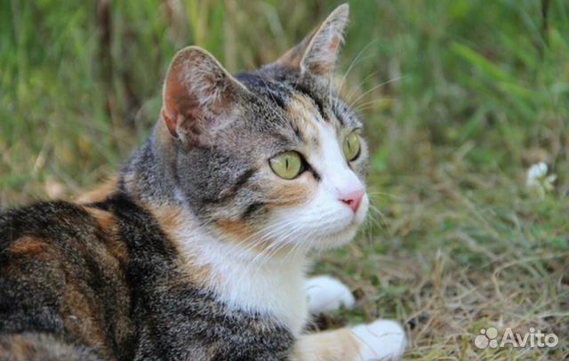 Отдам кошку Отдам кошку