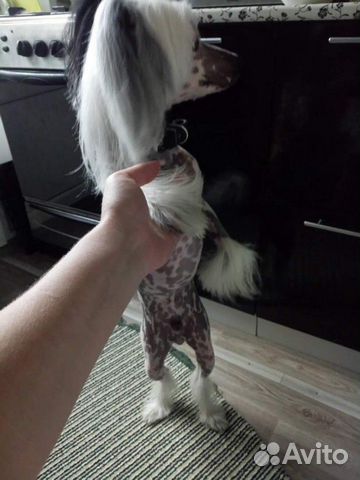 Собака