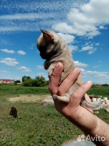 Чихуахуа Чихуахуа