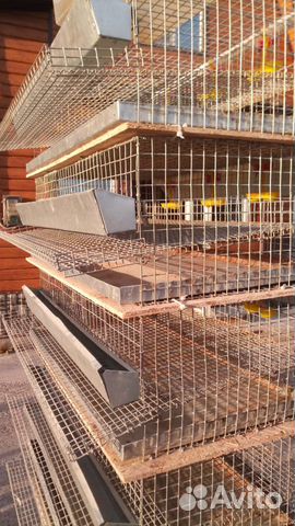 Клетки для перепелов